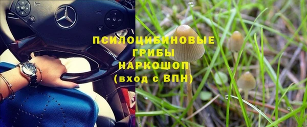 стаф Корсаков